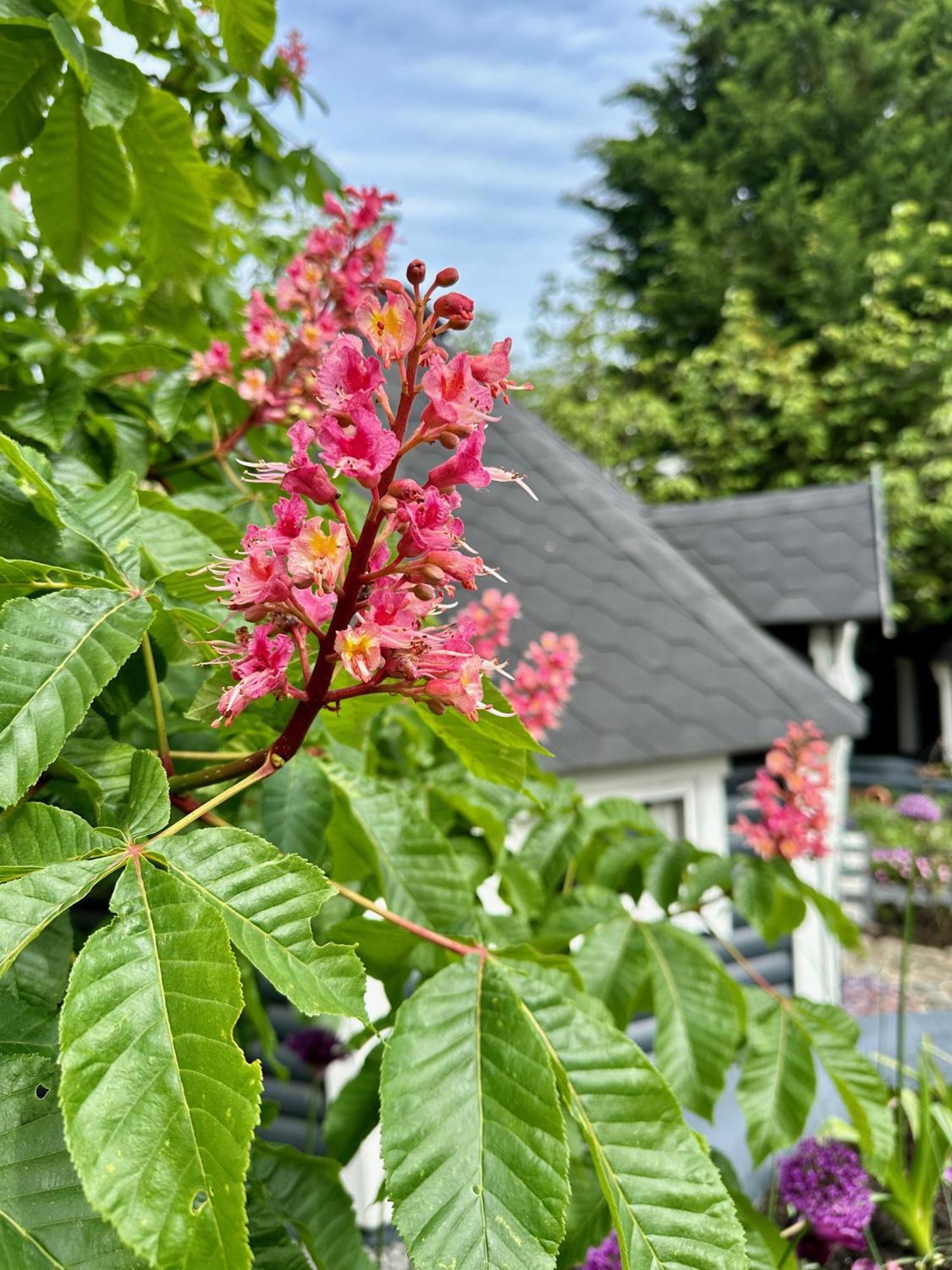 Alblasserdam B&B Cosy Garden المظهر الخارجي الصورة